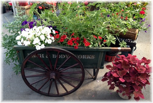 Cherry Hill orchards flower cart 7/3/14