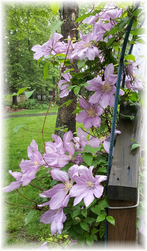 Clematis at Rehoboth Beach 5/22/16
