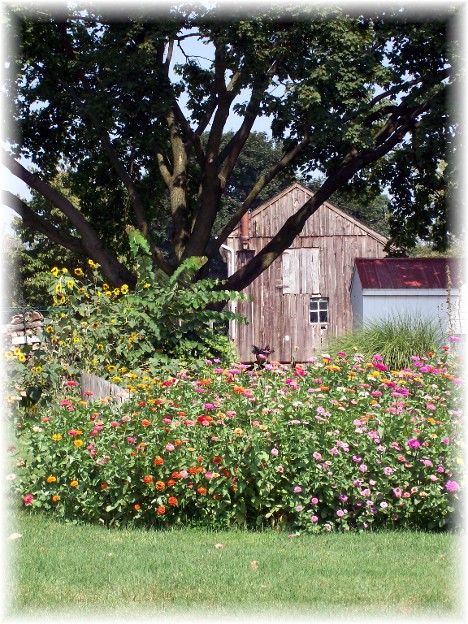 Flowers and barn