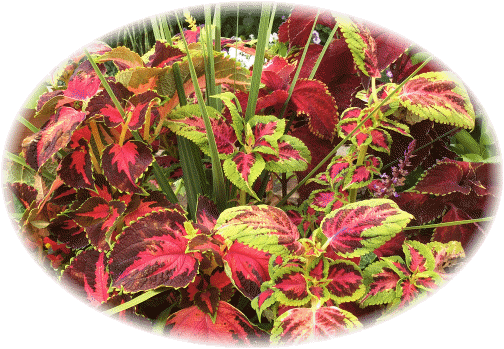 Coleus