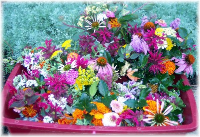 Colorful flower arrangements