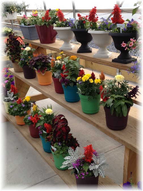 Colorful pots at Amish greenhouse 5/26/15