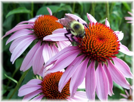 Cone flower with bee