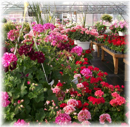 Creekside greenhouse geraniums in Lancaster County