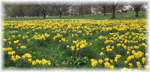 A field of Daffodils across the Potomac River from Washington 3/25/16