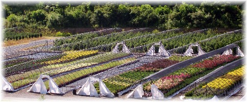 Eaton Farm greenhouses 6/30/11