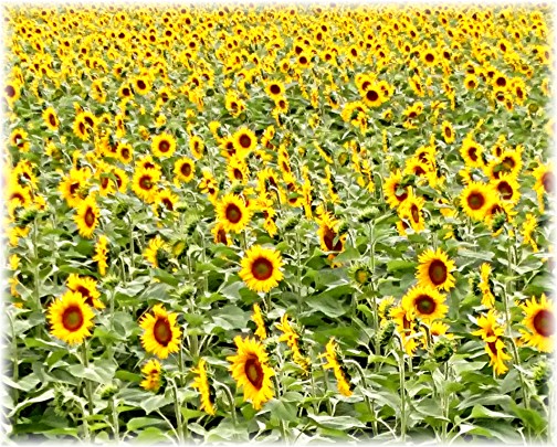 Field of Wisconsin sunflowers (Photo by Georgia, click to enlarge)