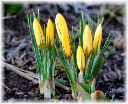 First 2011 Crocus bloom (Doris High)