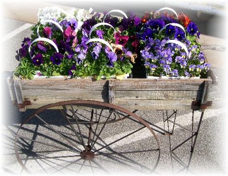 Flower cart, Lancaster County PA