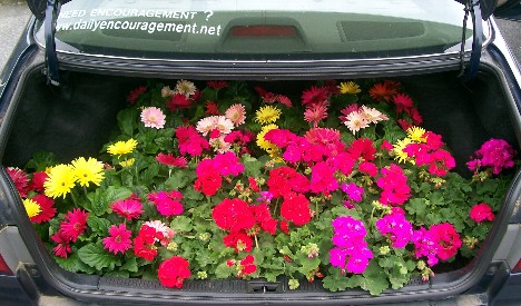 Flowers in trunk