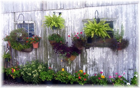 Flowers on barn
