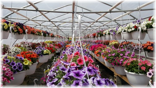 Greenhouse flowers 5/4/17