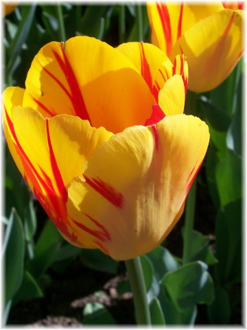 Variegated tulip, Hotel Hershey