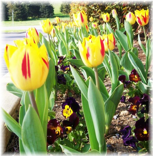 Hershey tulips (photo by Ester Weber)