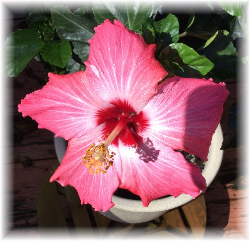 Tropical Hibiscus 9/15/15