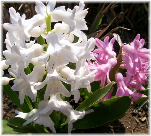 Hyacinth 4/15/11