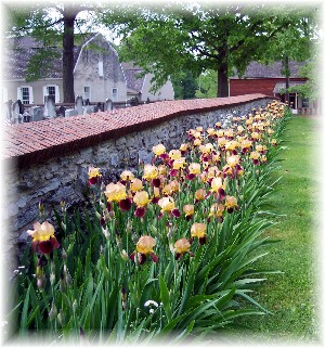 Irises at Donegal Springs Presbyterian Church
