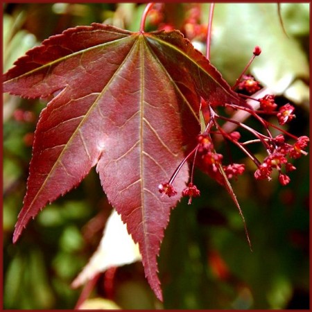 Japanese Maple Leaf (photo by Doris High)