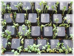 Keyboard planter