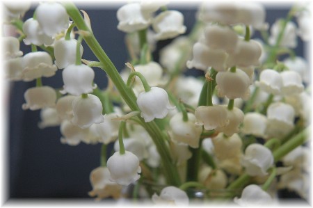 Lily of the Valley (Photo by Doug Weaver)