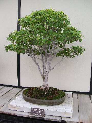 Bonsai tree at Longwood Gardens