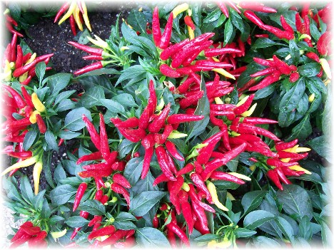 Ornamental peppers at Longwood Gardens