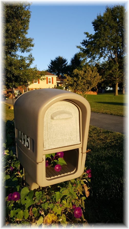 Mailbox morning glories 10/1/17