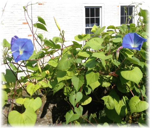 Morning glories on fence post 9/6/14