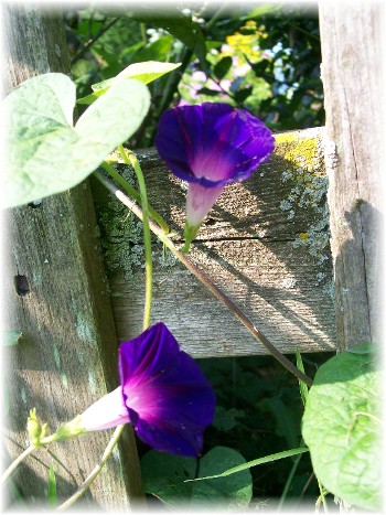 Morning glory growing on other side of fence