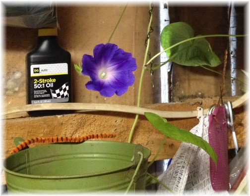 Morning glories in garden shed 8/23/14