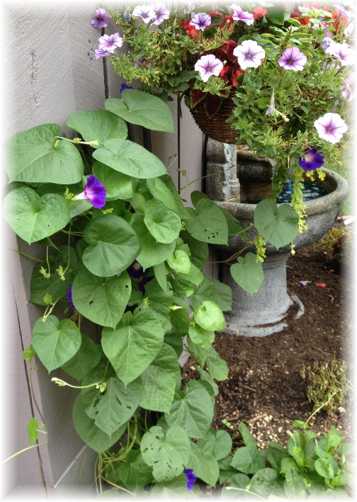 Morning glories outside garden shed 8/23/14