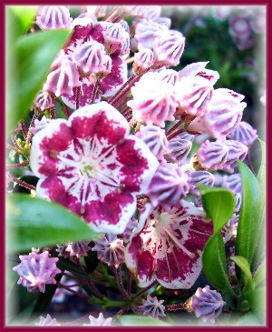 Valentine Flowers - Mountain Laurel Flowers 1