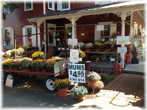 Mums for sale in Bird In Hand, PA 9/4/14