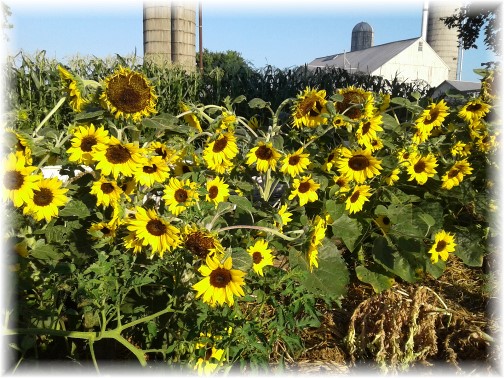 Sunflowers on the Old Windmill Farm (Photo by Jesse Lapp)