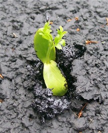 Persevering new growth through pavement