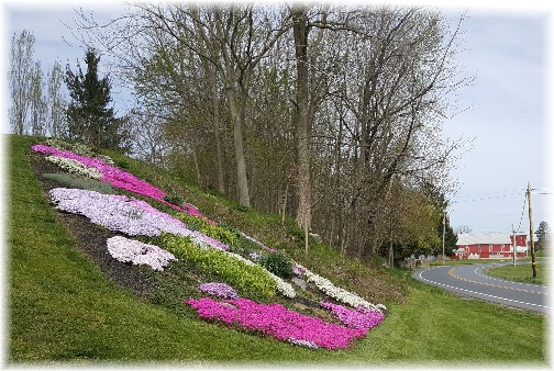 Phlox flowers, Lebanon County 4/19/16