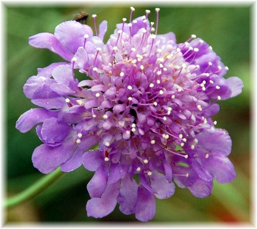 Pincushion flower (Doris High)