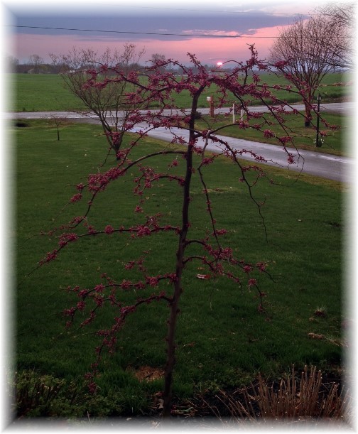 Pink heartbreaker tree from Eaton Farms