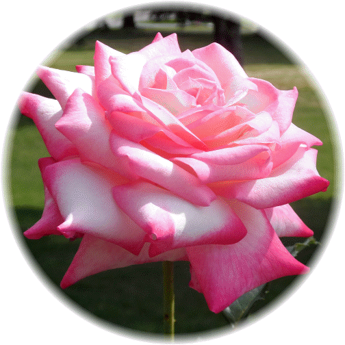 Pink rose 6/2/13