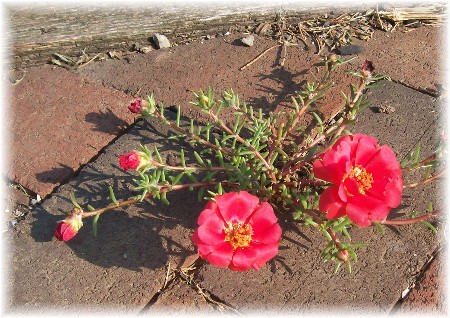 Portulaca growing in cracks between bricks