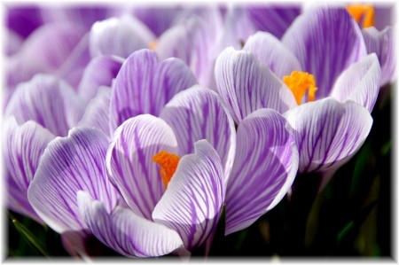 Purple crocus (photo by Doris High)