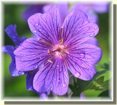 Purple malva with dew