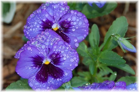 Purple pansies (Photo by Doris High)