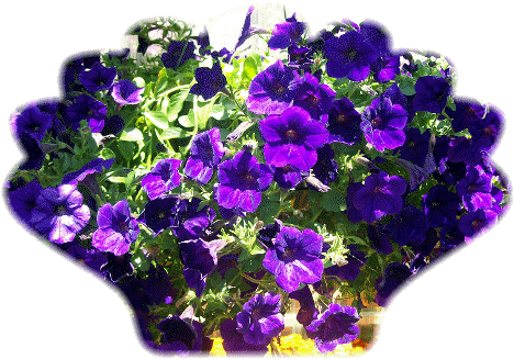 Purple petunias