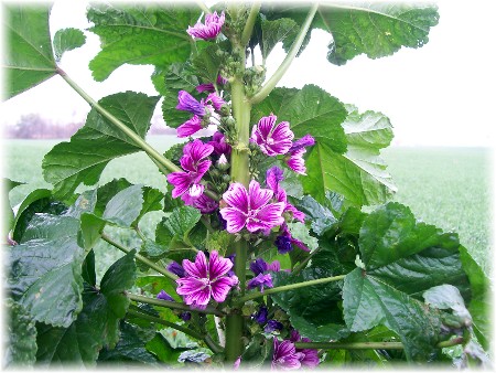 Photo of Malva flower arrangement with pumpkin