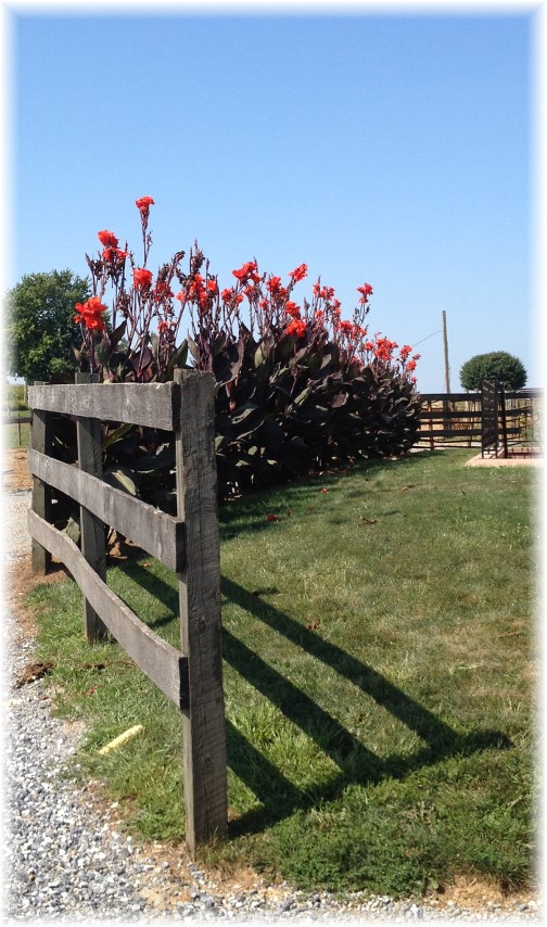 Red Cannas on Amish farm near New Holland, PA 9/4/14