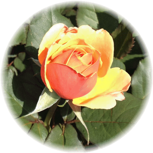Rose bloom 5/29/15