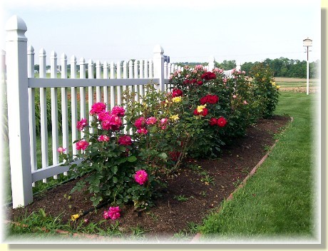 Roses along white picket fence