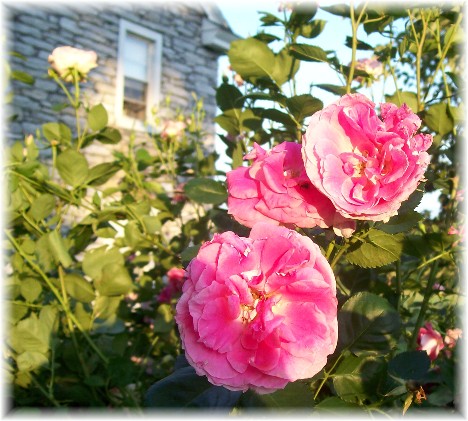 Rutt rose bush 6/1/10