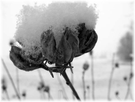 Snowy plant